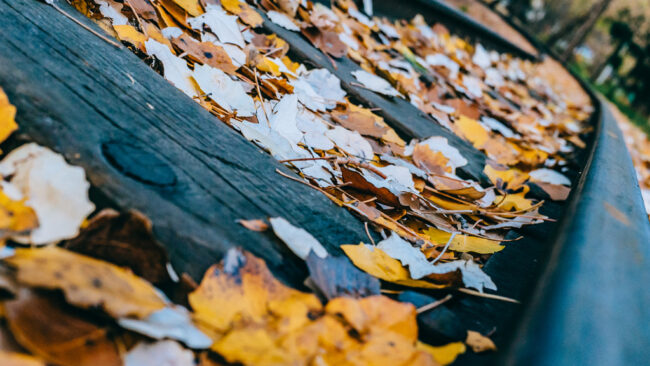 Fall leaves Roof Champaign